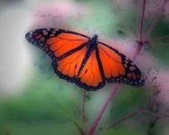 image of monarch #13