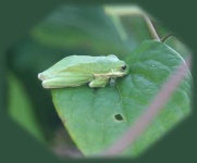 image of tree_frog #16