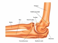 image of elbow #32