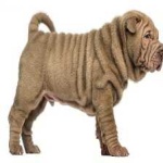 image of animal