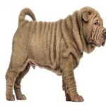 image of shar_pei #10