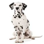 image of animal
