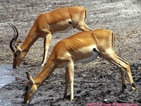 image of impala