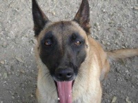 image of malinois
