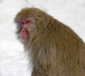 image of macaque
