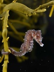 image of seahorse #9