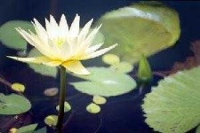 image of water_lilly