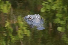 image of american_alligator