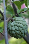 image of fruit_and_vegetable