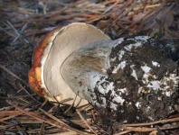 image of bolete