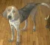 image of bluetick