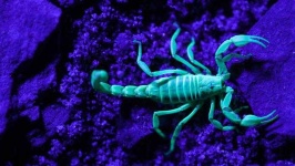 image of scorpion #1