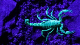 image of scorpion