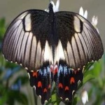 image of animal