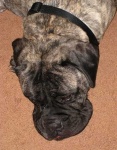 image of bull_mastiff