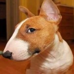 image of bull_terrier #3