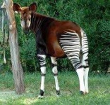 image of animal