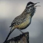 image of bird