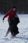 image of briard
