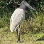 image of bird