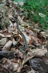 image of garter_snake #0