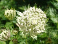 image of flower