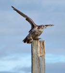 image of prairie_chicken