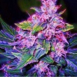 image of blueberry