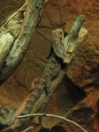image of frilled_lizard