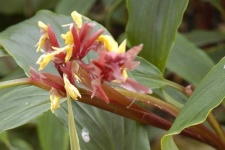 image of flower