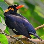 image of bird