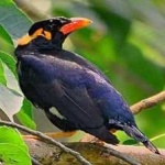 image of enggano_myna #11