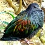 image of bird