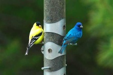 image of goldfinch