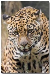 image of jaguar_car
