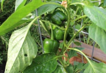image of fruit_and_vegetable