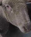 image of animal