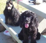 image of cocker_spaniel