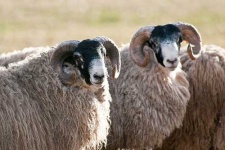 image of ram