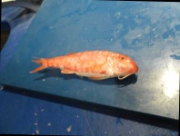 image of fish