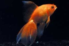 image of goldfish