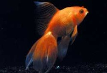 image of goldfish #25