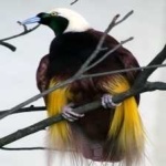 image of bird
