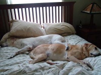 image of labrador_retriever