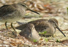 image of dowitcher