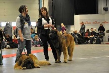image of leonberg