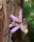 image of flower