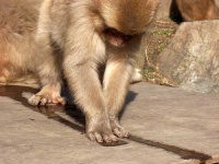 image of macaque