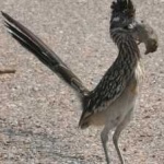 image of bird