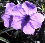 image of mexican_petunia #29